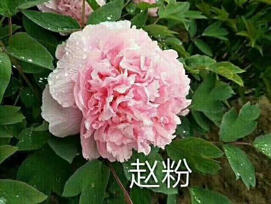 观赏牡丹